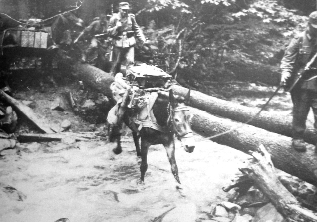 A German mountain resupply column with mules crosses a forest stream in the Caucasus in 1942